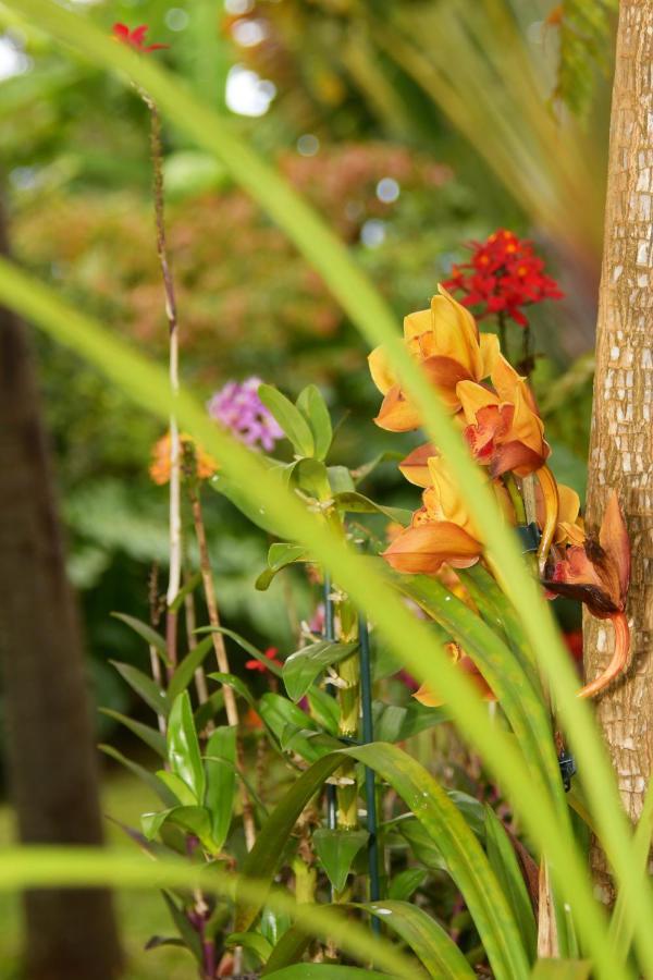 Le Jacaranda Du Guillaume Bed and Breakfast Le Guillaume Buitenkant foto